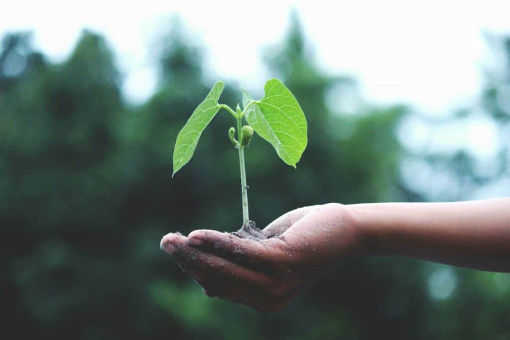 A hand holding a small, green plant sprout with soil to demonstrate the importance of sustainability in antique furniture.